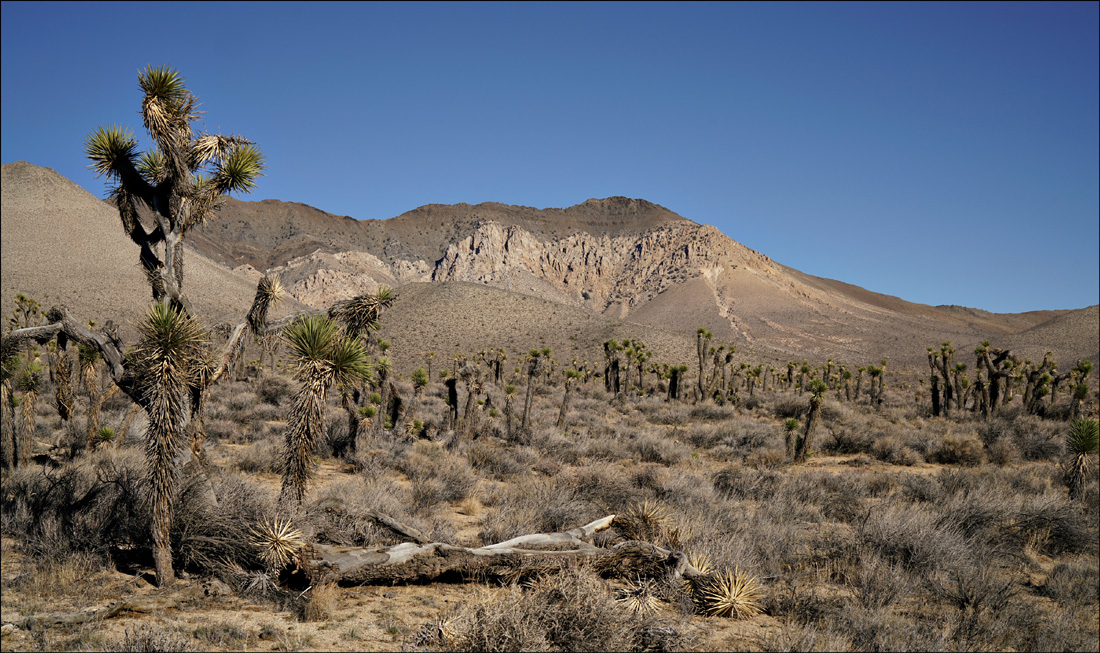 07yucca_brevifolia07136aw