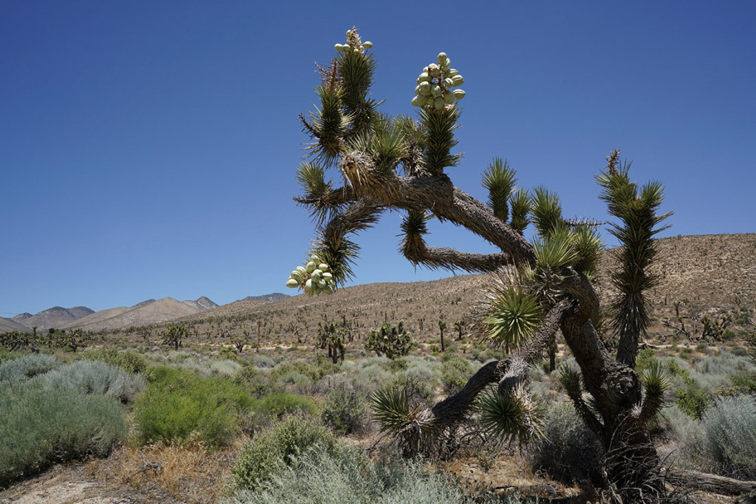 08yucca_brevifolia07111aw