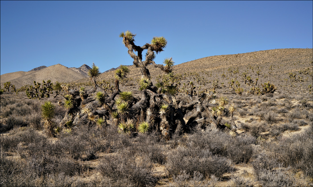 08yucca_brevifolia07111aw