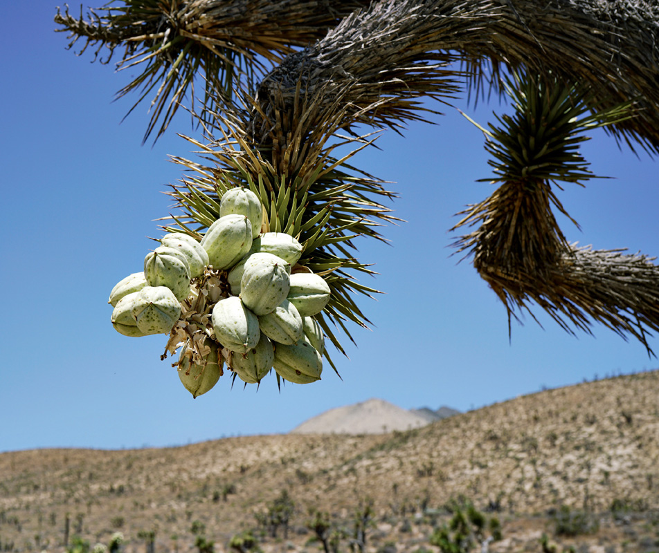 10yucca_brevifolia_var_herbertii04798aw