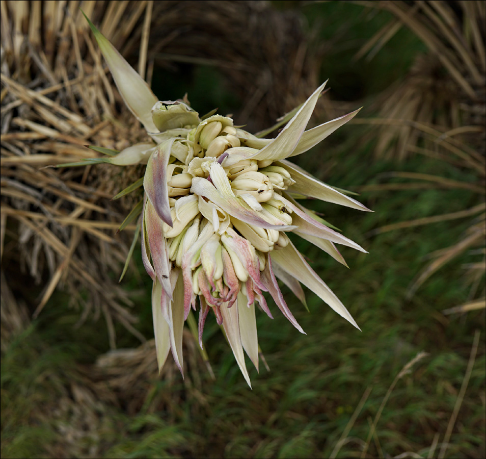 12yucca_brevifolia01901aw