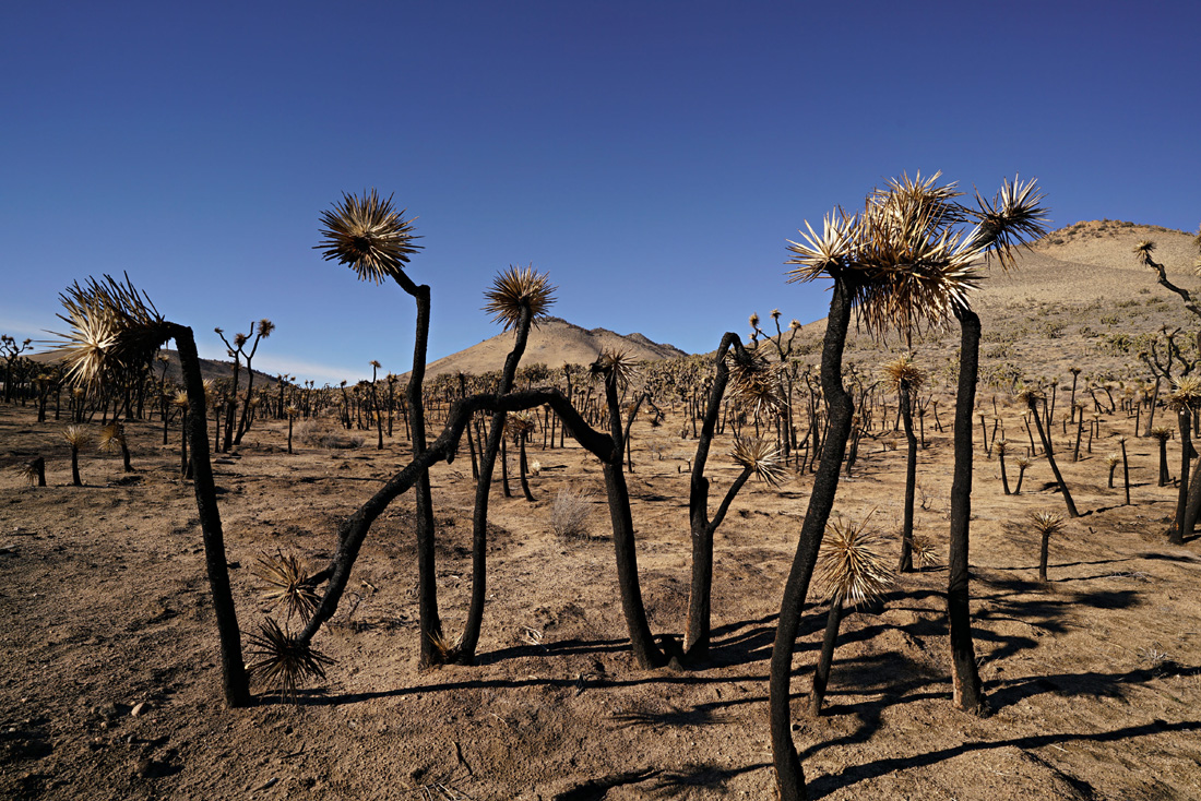 14yucca_brevifolia04929aw