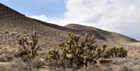 02yucca_brevifolia8216aw