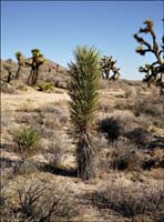 06yucca_brevifolia07116aw