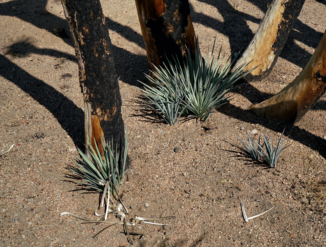 02yucca_brevifolia_var_herbertii07802aw