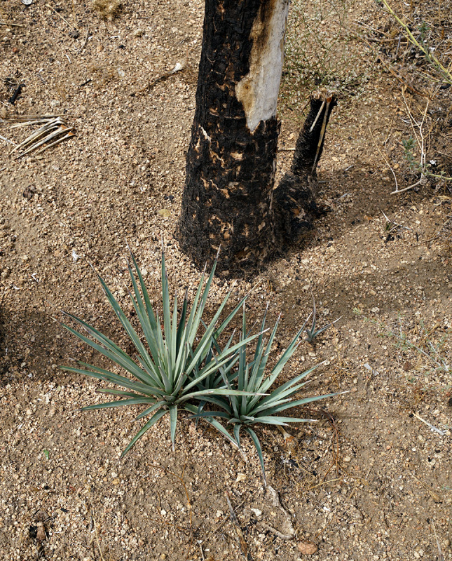 04yucca_brevifolia_var_herbertii08259w