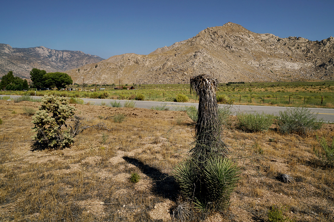 05yucca-recover08737w