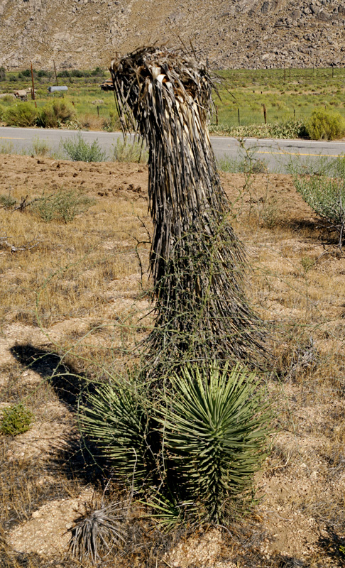 06yucca-recover08736aw