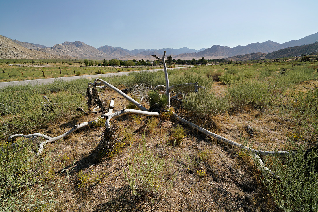 07yucca-recover08742w