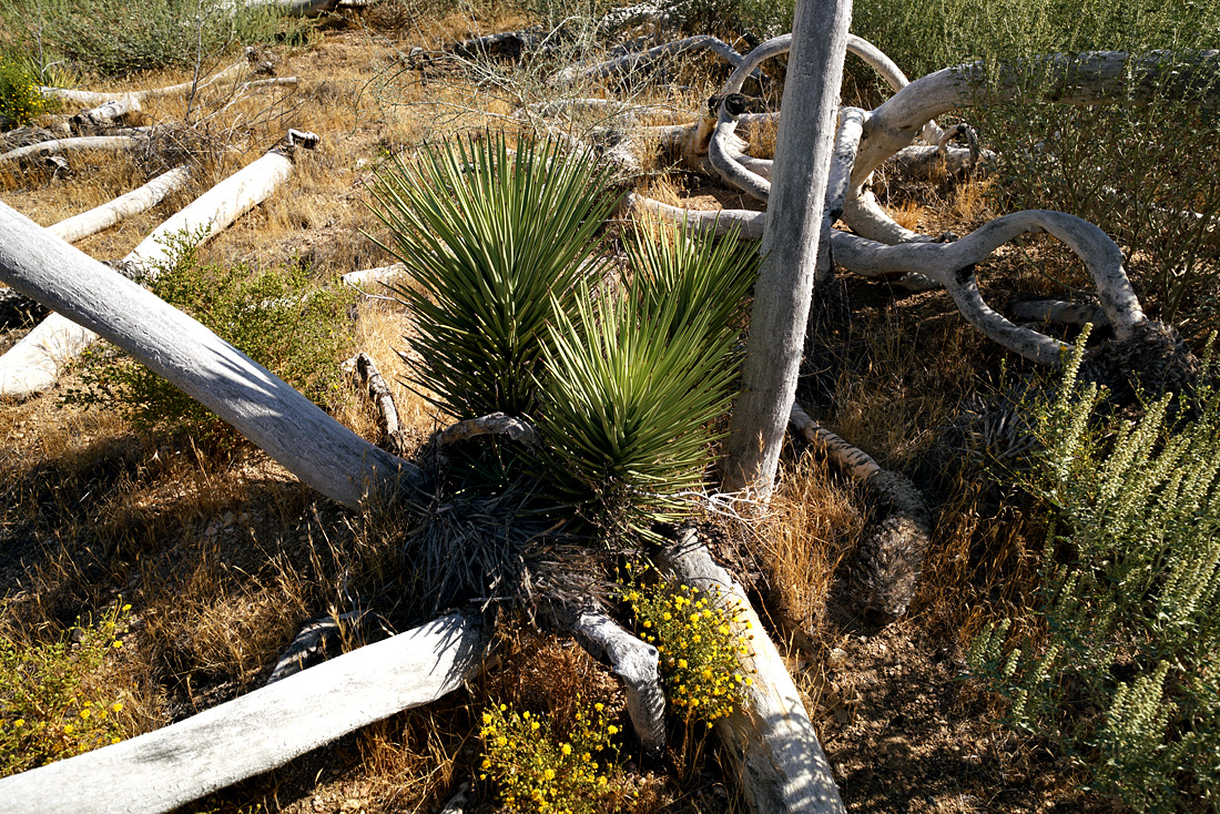 08yucca-recover08739w