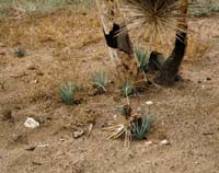 03yucca_brevifolia_var_herbertii07422aw