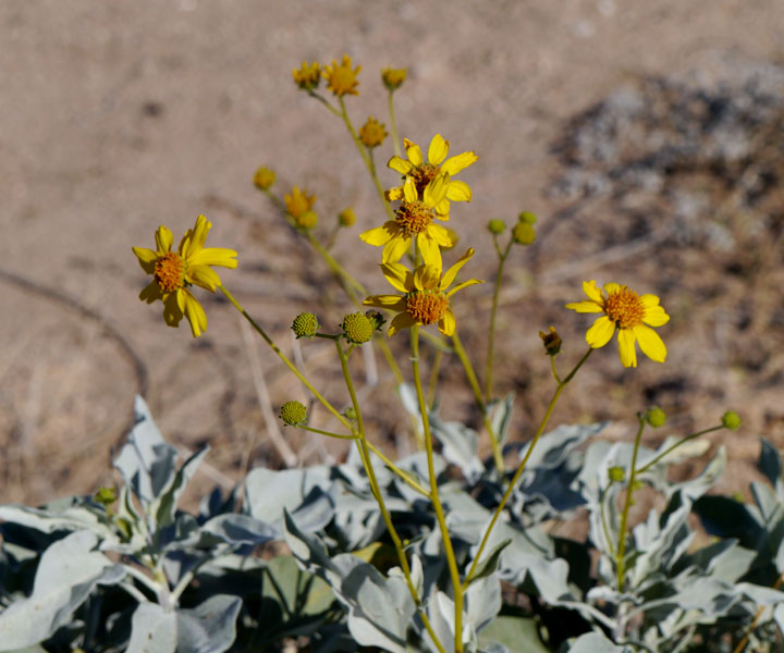 03encelia_farinosa1320262