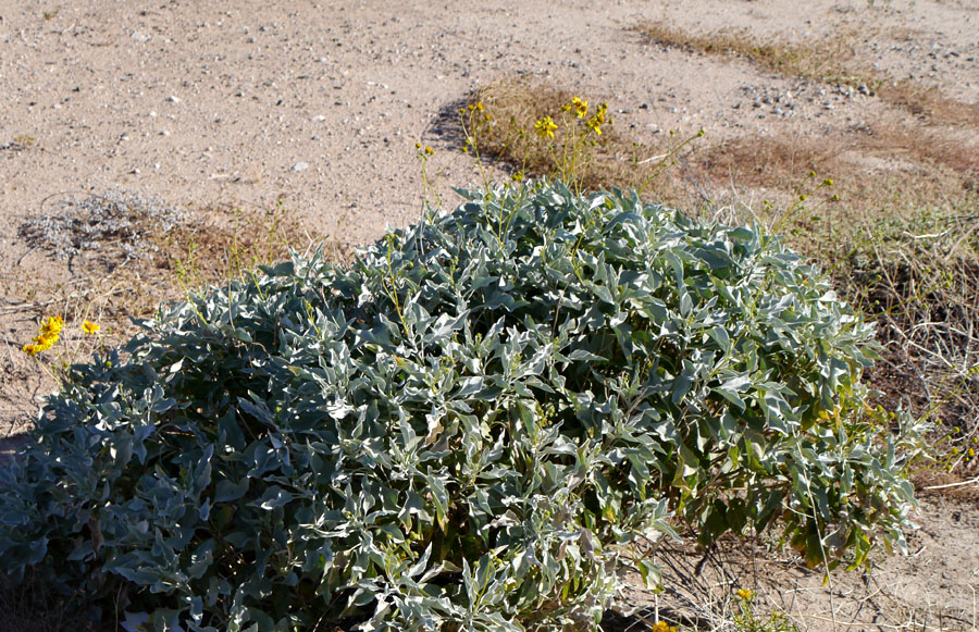 03encelia_farinosa1320262