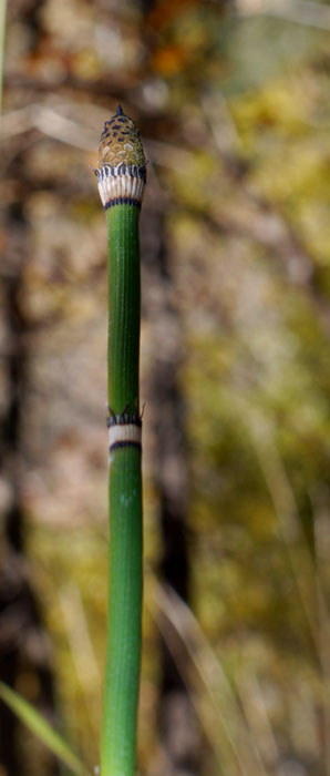 04equisetum1320168