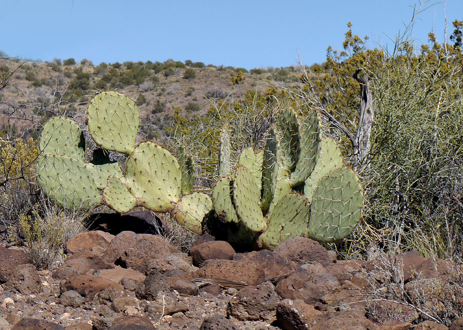 11opuntia_engelmanii1300946web