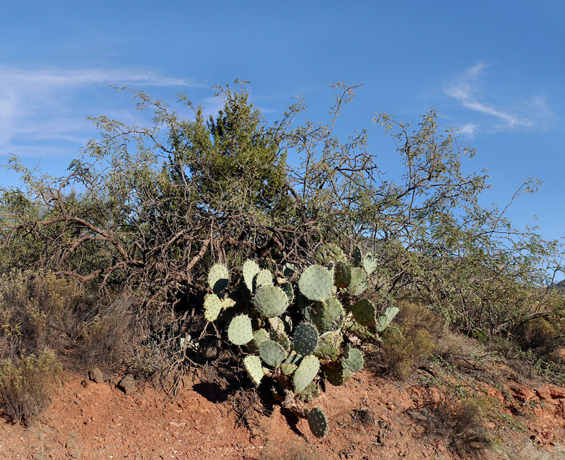 11opuntia_engelmanii1300946web