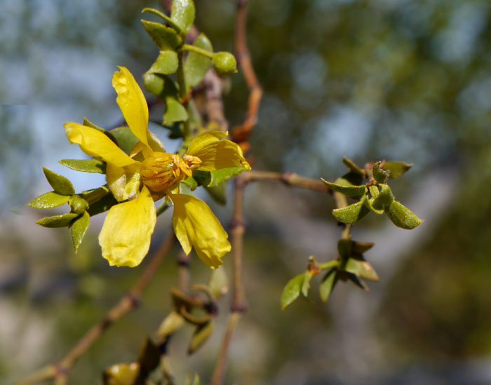 17larrea_tridentata1320336web