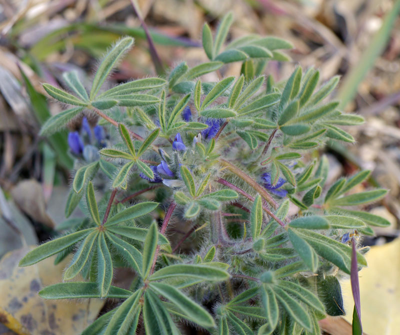 20lupinus1310469web