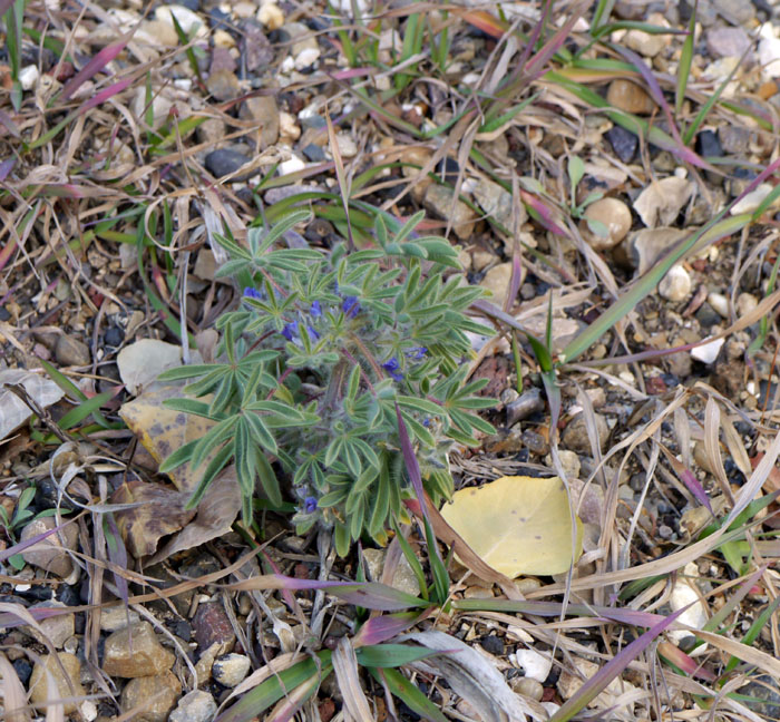 20lupinus1310469web