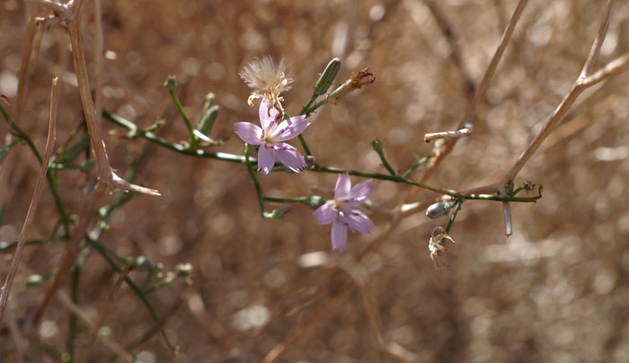 30stephanomeria_pauciflora1320278web