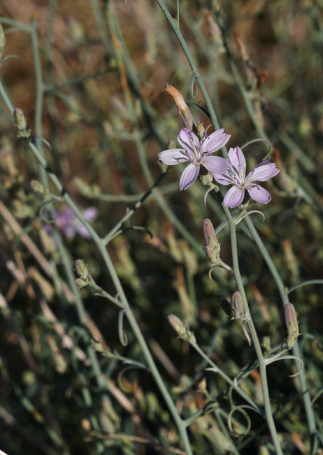 30stephanomeria_pauciflora1320278web