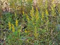 25solidago_altissima1320175web