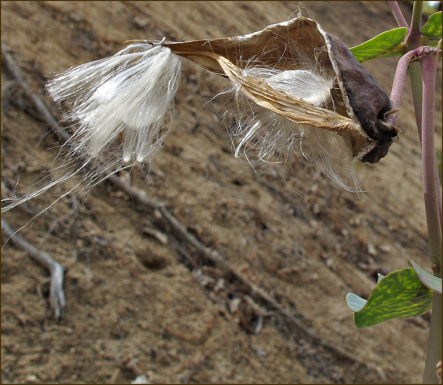 01-asclepias_cordifolia1220297w