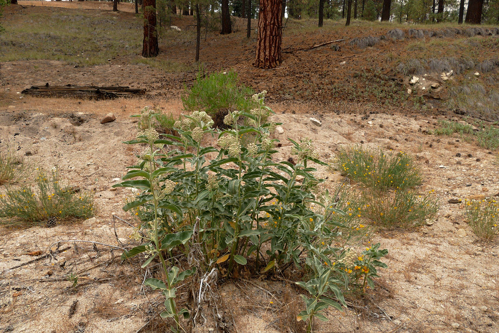 03asclepias_speciosa1250460w