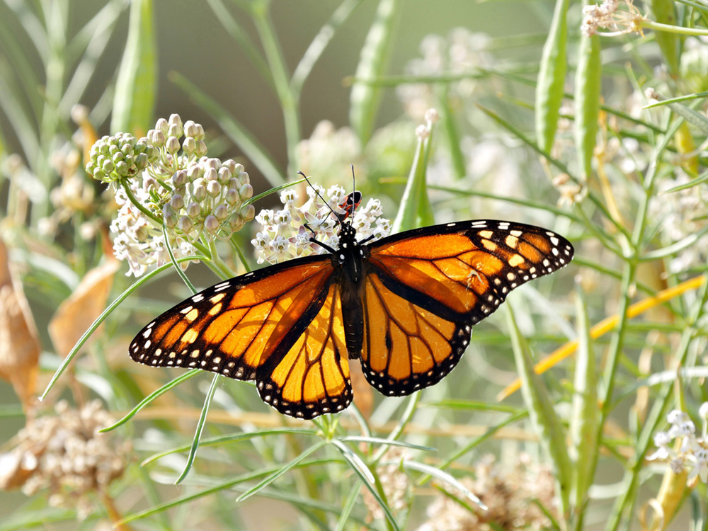 05danaus_plexippus1040558w2000