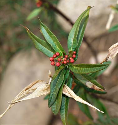 01asclepias_curassavica1338w