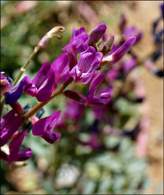 01a-astragalus_lentiginosus_var_variabilis01787-w