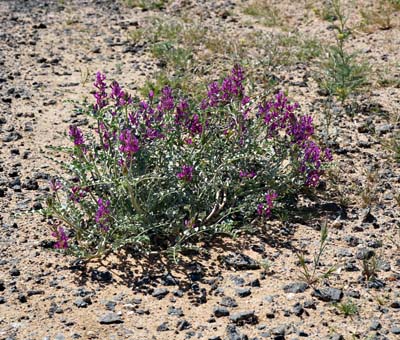 01c-astragalus_lentiginosus_var_variabilis01783w