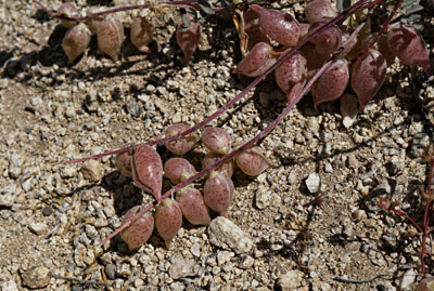 03d-astragalus_whitneyi1110389aw