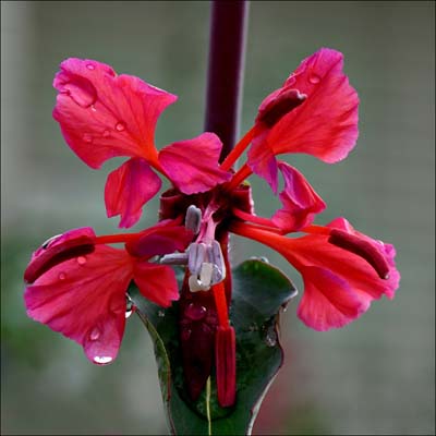 02clarkia_unguiculata01001w