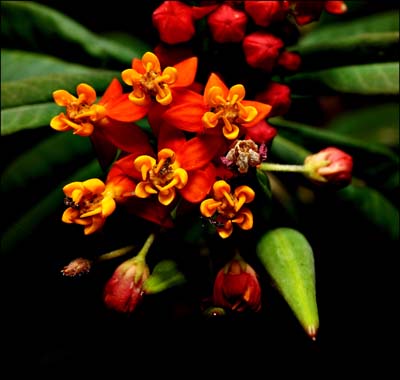 06asclepias08885w