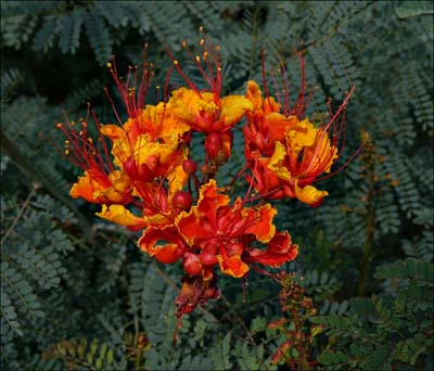 10caesalpinia_pulcherrima08698w