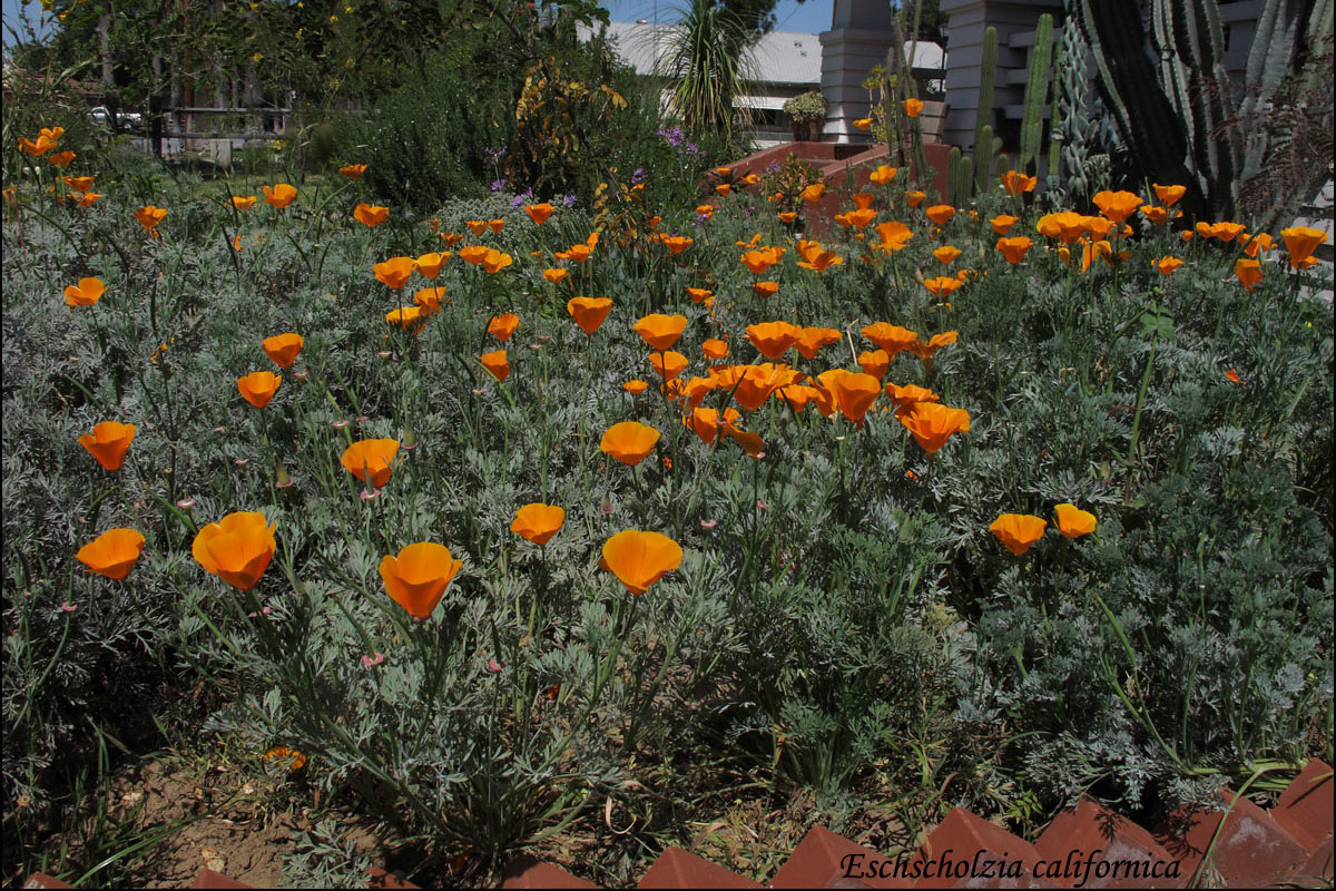 01eschscholzia5654cw