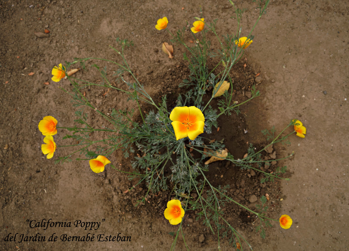 04eschscholzia_californica2444w