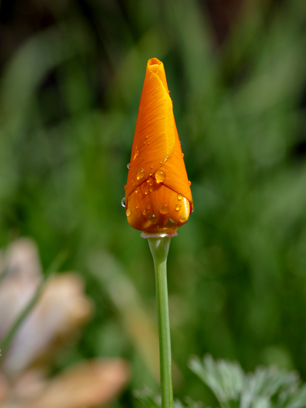 10eschscholzia_californica1370709w