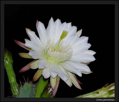 02cereus_pervuvianus1130445cwCurves