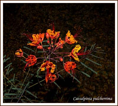 05caesalpinia_pulcherrima9533aw