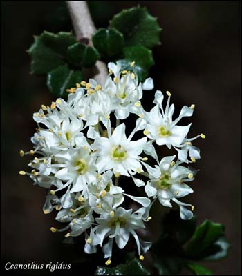 06ceanothus_regidus4771aw