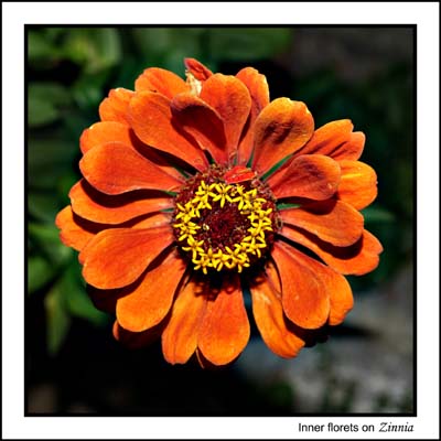 12zinnia9520aw