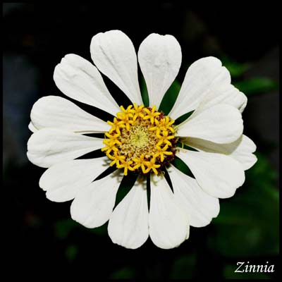 13zinnia9524w