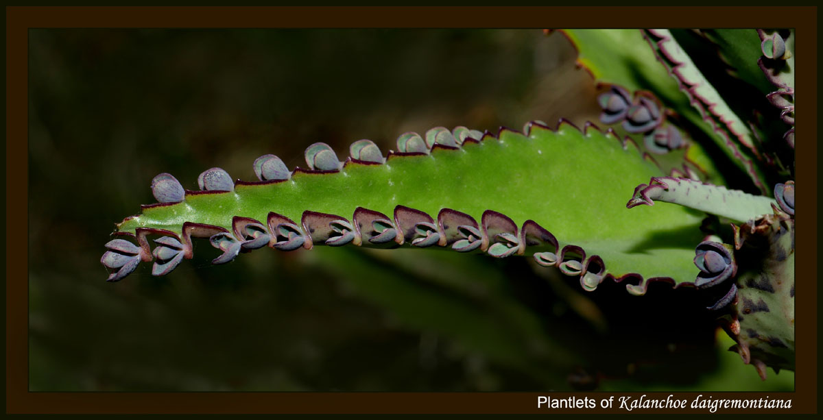 04kalanchoe_daigremontiana1120004aw