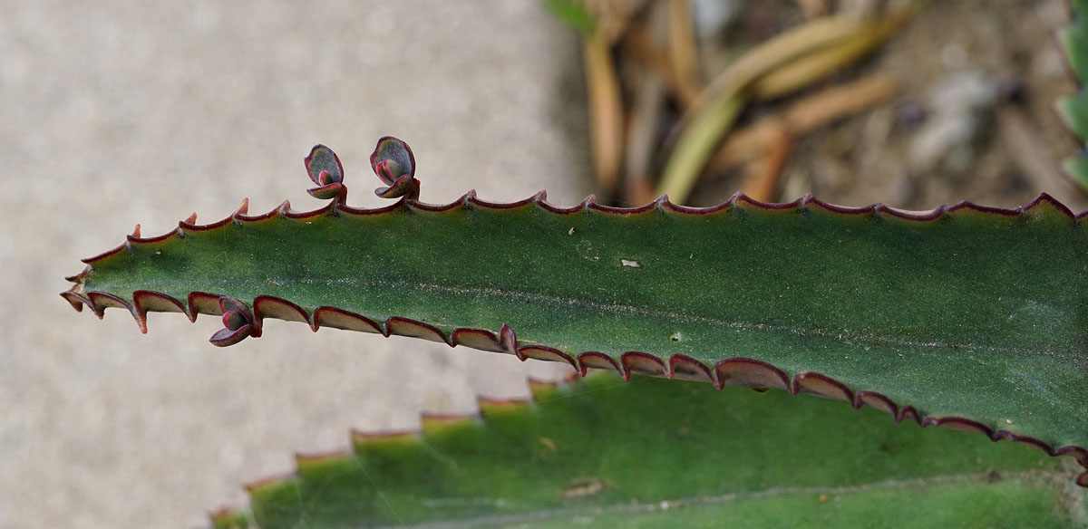 05kalanchoe_daigremontiana2041w