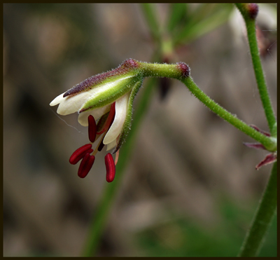 03pelargonium00577aw1