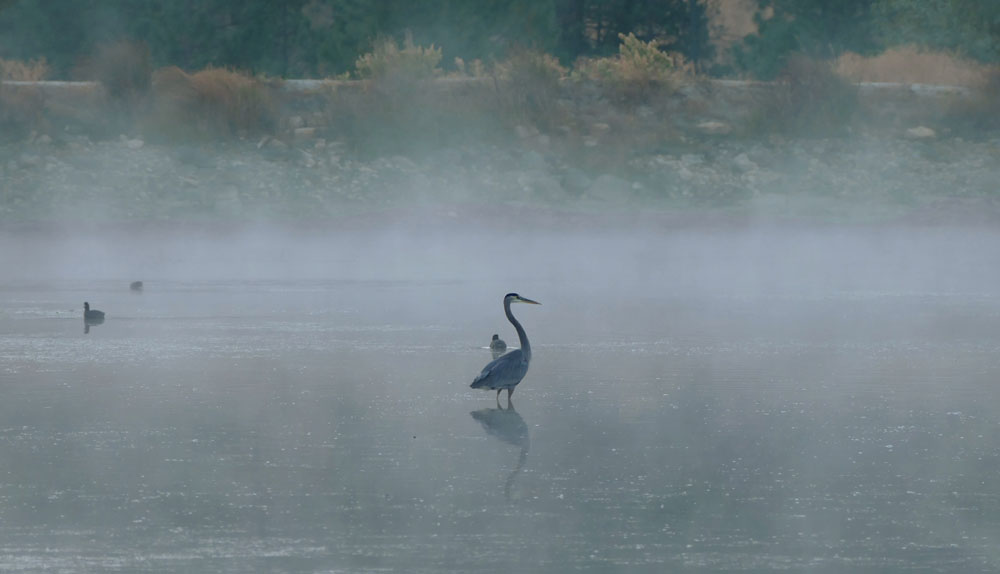 03heron1080458w