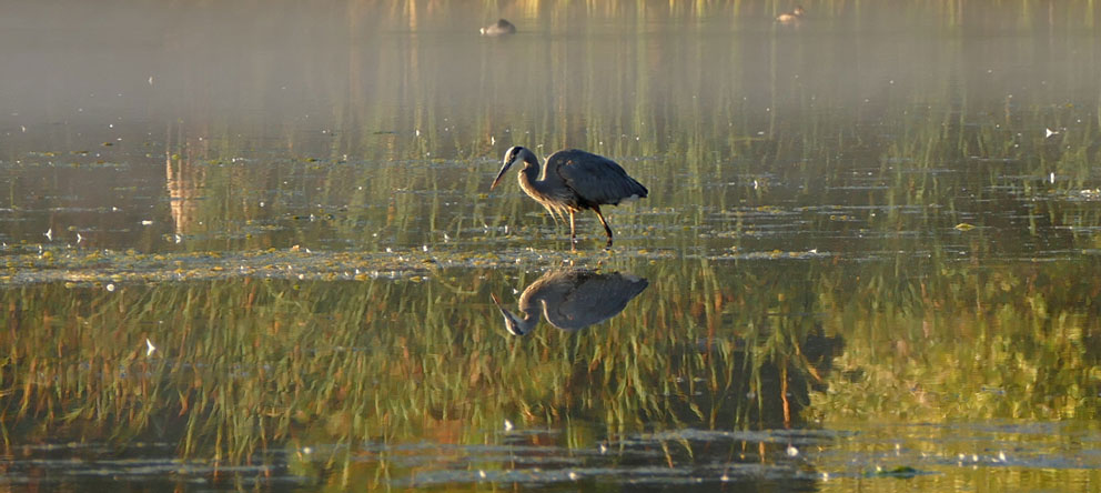 12heron1070440w