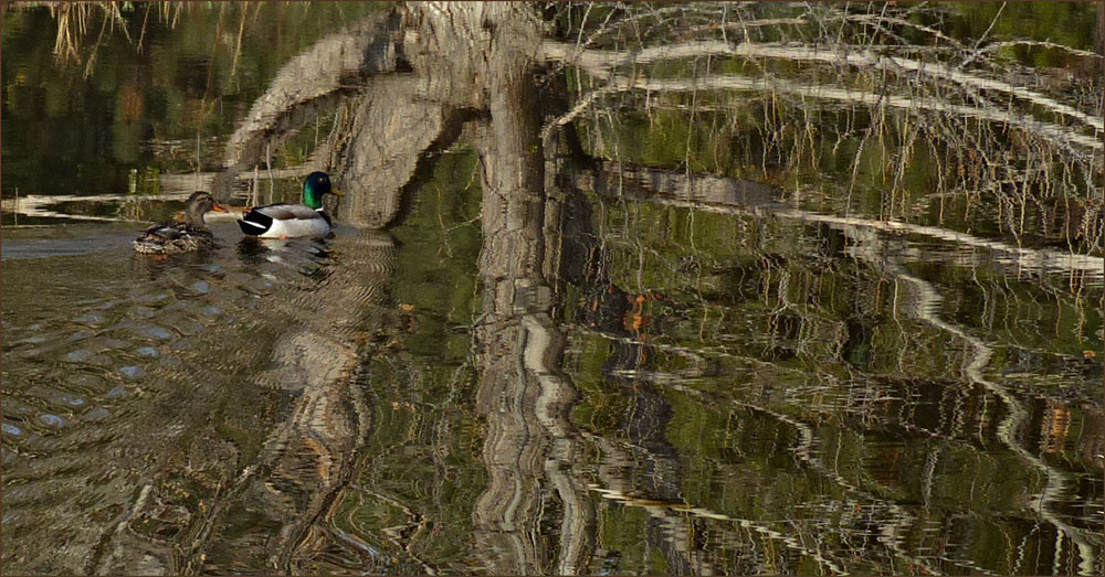 16mallard1080727aw